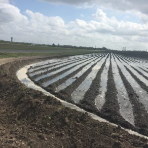 irrigation management