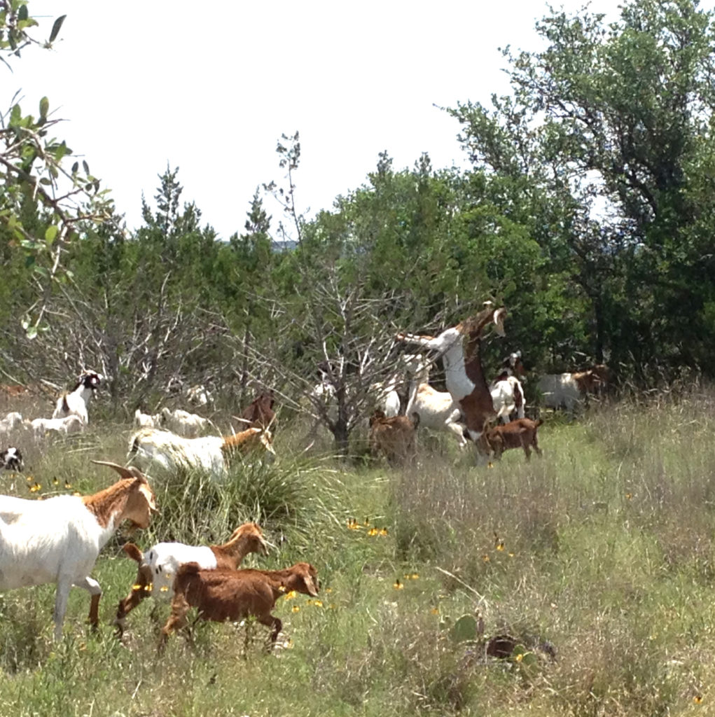 goats and grazing production