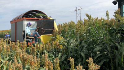 Chopping forage sorghum for silage