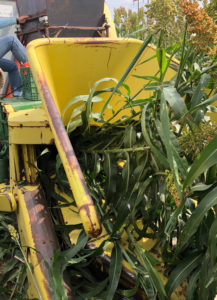 Chopping sorghum for silage