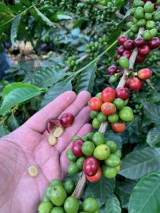 Coffee cherries on the tree in different stages of ripeness