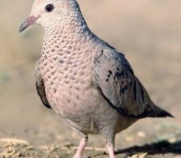 A close up of a common ground dove standing on dirt