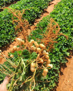 a group of peanut pods pulled up and laid on top of rows of green peanut plants