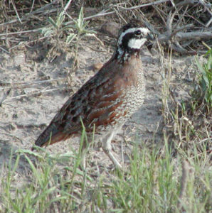 Quail populations in Texas have been declining over the past decades due to a number of factors