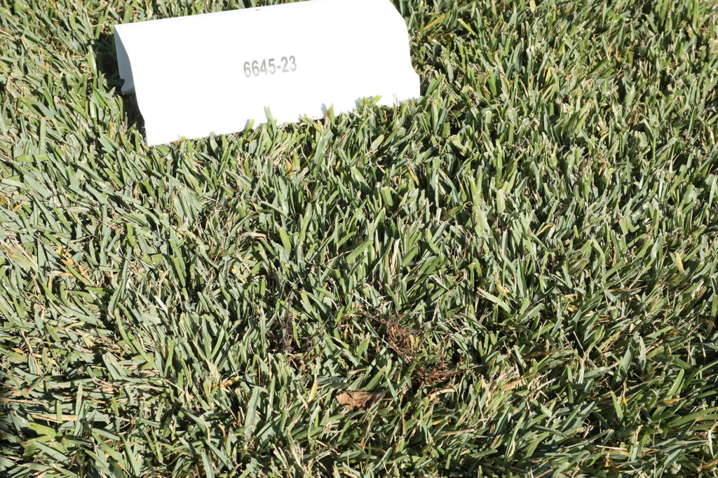 bermuda grass glyphosate