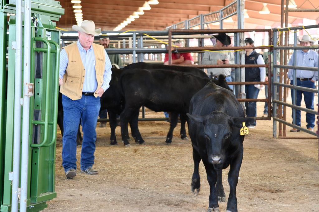 A man stands in a vest and cowboy hat stands behind a black cow in cattle handling demonstrations