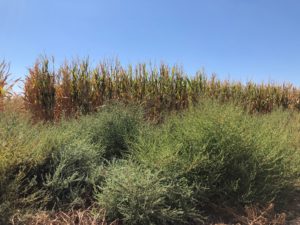 Kochia left untreated