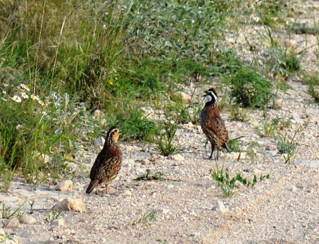 Bobwhite quail in the wild