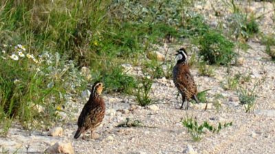 A pair of bobwhite quail
