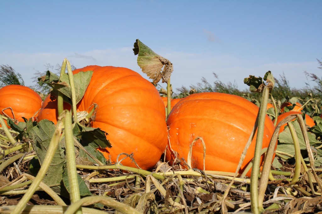 pumpkin texas crop