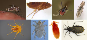 examples of parasites