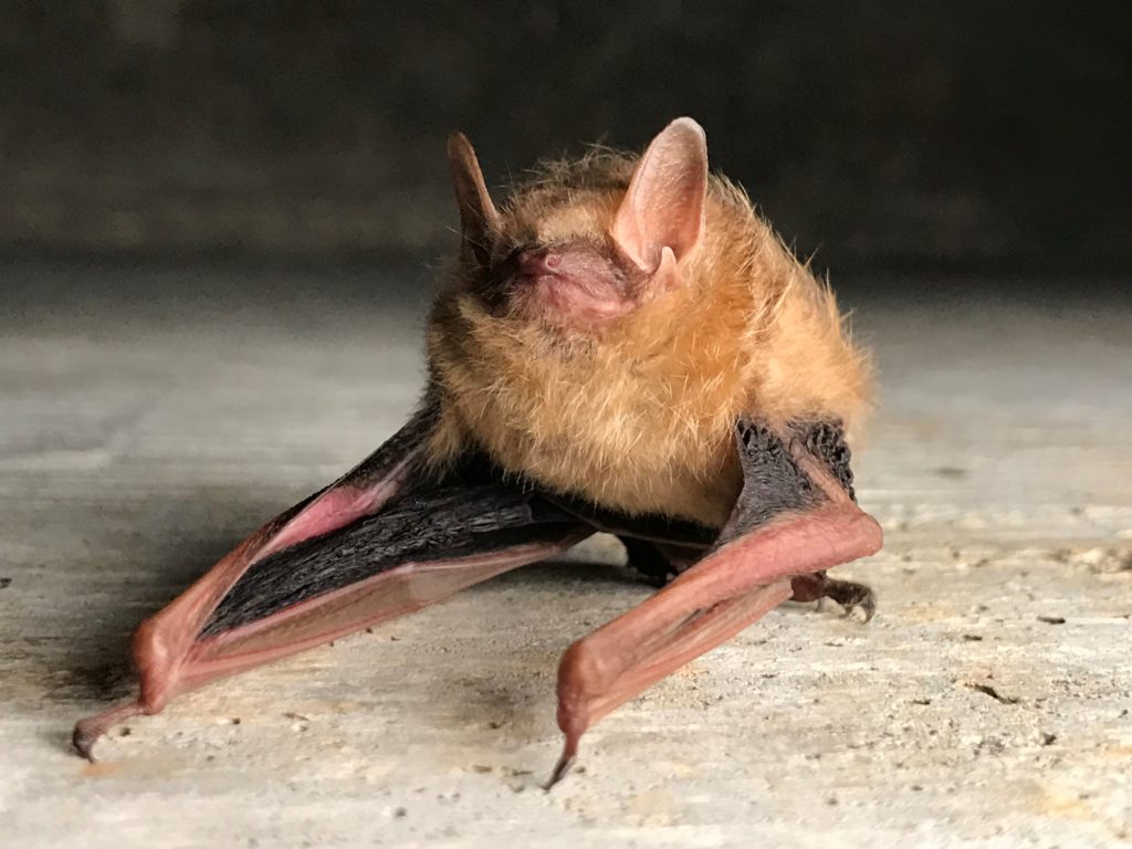 A tri-colored bat