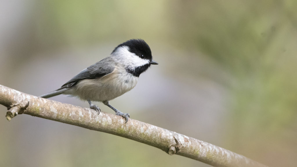 Close-up of a Carolina Chickadee spotted at a Texas A&M AgriLife Extension birding event