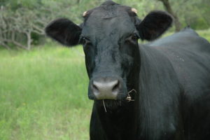 Black cow in field
