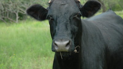 Black cow in field