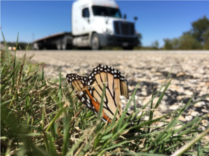 Monarch butterflies are moving south through Texas on their annual autumn migration to overwintering sites in Central Mexico, but millions die in collisions with vehicles while flying low across Texas highways.