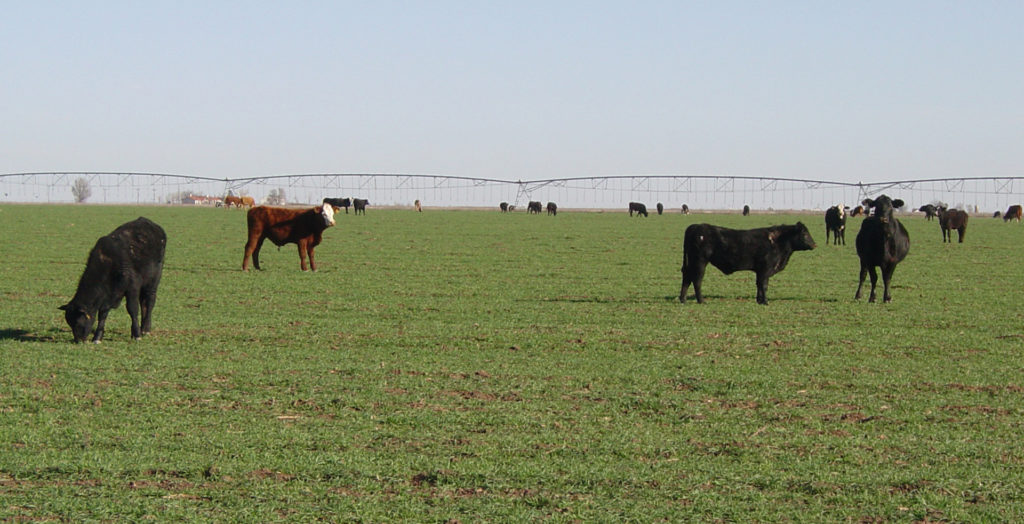 cattle grazing on wheat workshop