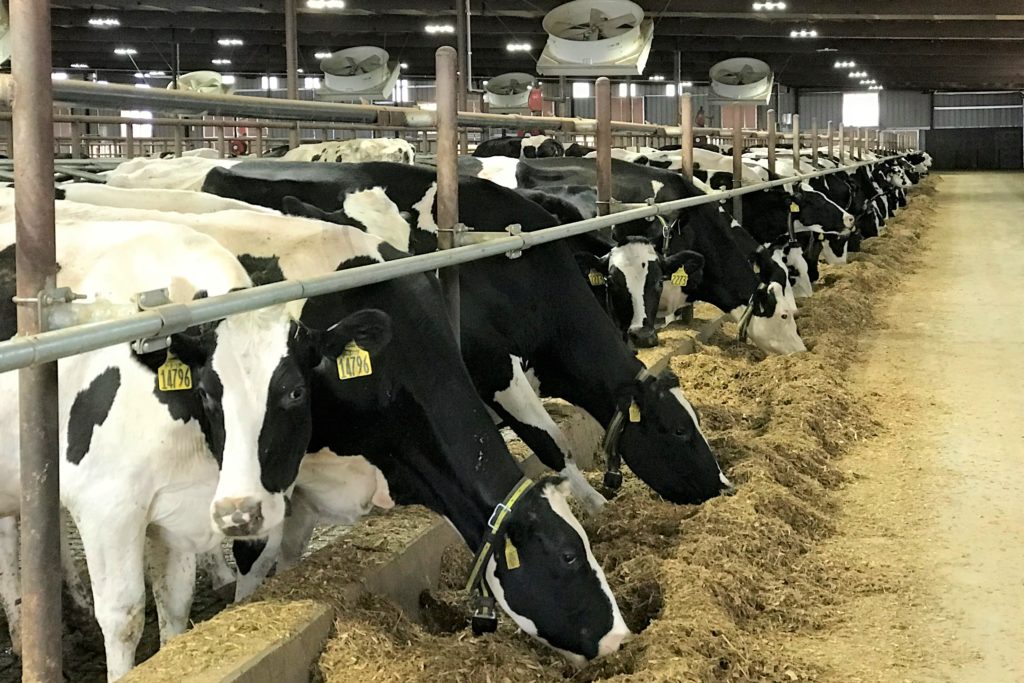 A long row of dairy cattle inside a barn eating grain. The image illustrates the Southwest Dairy Day event which will be Oct. 18.