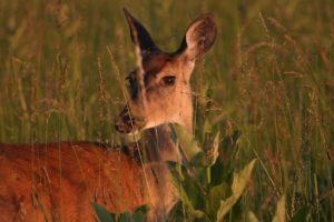 a female deer, doe, in tall grass
