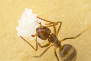 Photo of tawny crazy ant worker with eggs at the Brackenridge Field Laboratory at the University of Texas at Austin. Public domain image by Alex Wild and Ed LeBrun.