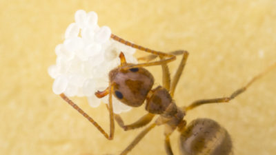 A worker ant tends to eggs in a laboratory colony at The University of Texas at Austin. Public domain image by Alex Wild and Ed LeBrun, produced as part of the Insects Unlocked project at The University of Texas at Austin.