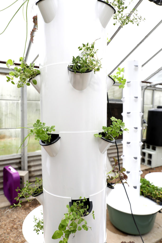 seedlings in towers - urban farming