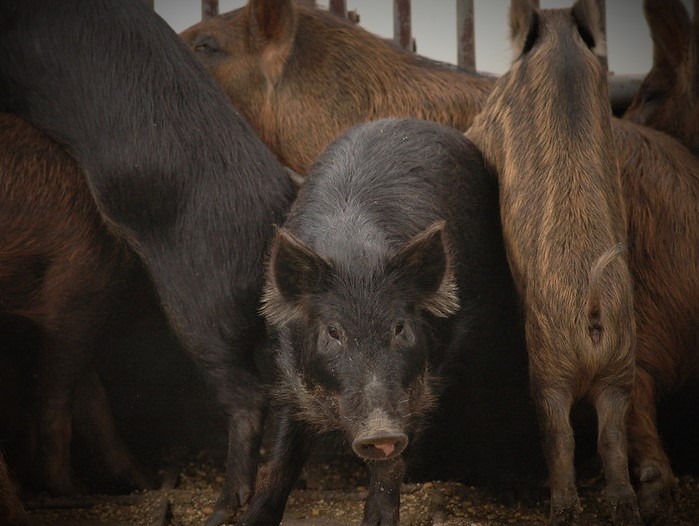 Wild pigs, also known as feral hogs, are increasingly moving into more urban areas, increasing human-to-animal interactions. 