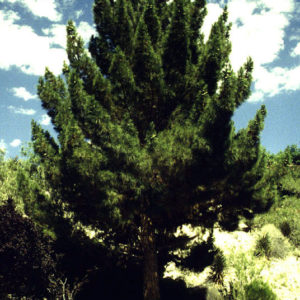 Afghan pine. 