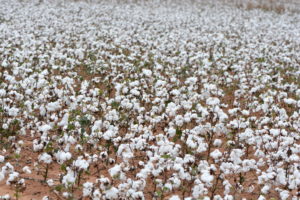 Field of Texas cotton