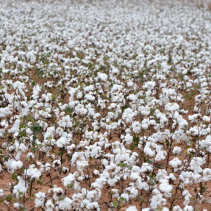 Field of Texas cotton