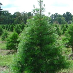 Group of Virginia pine trees at a tree farm 