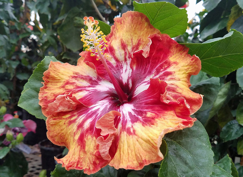 multicolored tropical hibiscus