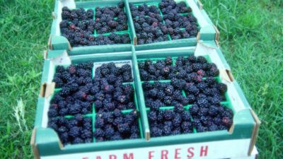 Flats of Texas blackberries