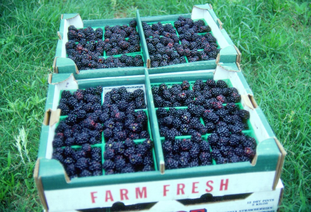 Flats of Texas blackberries
