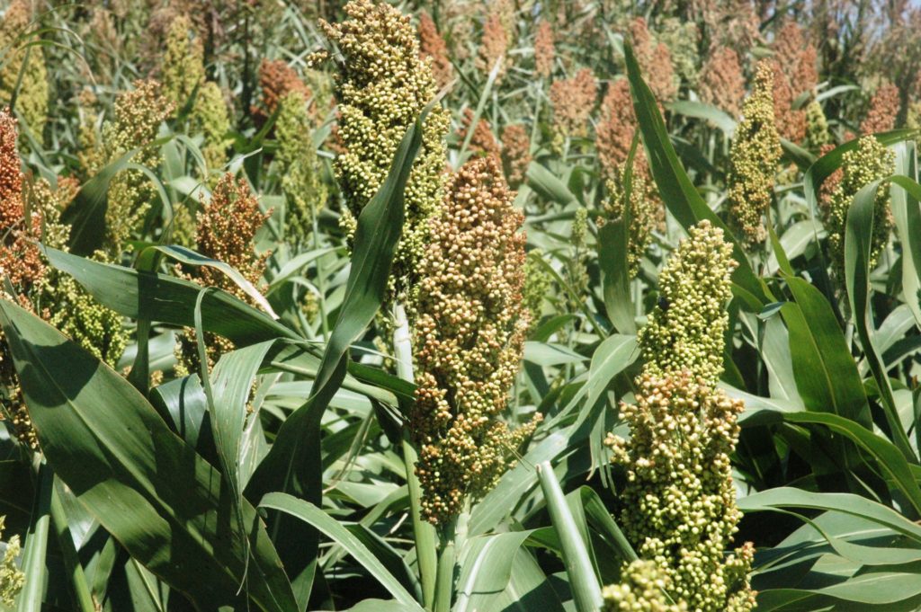 close up of heads of grain sorghum that are turning color from green to red
