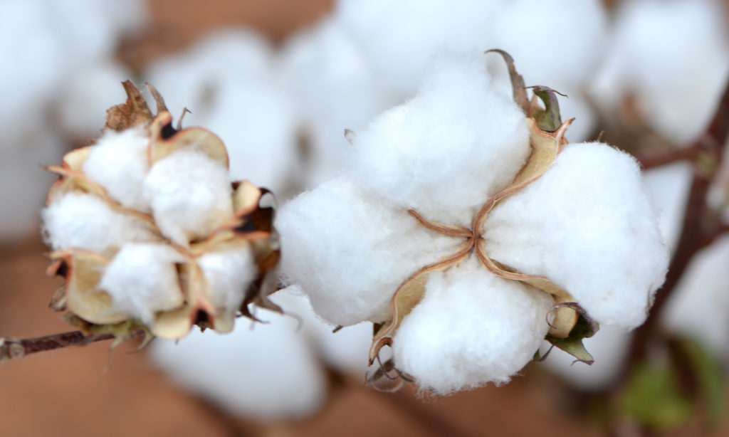 close up of fluffy white cotton bolls
