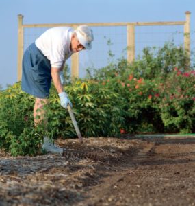An older man tends his garden as a means to show how the upcoming AgriLife Extension seminar will focus on vegetable gardening in the Texas Hill County. 