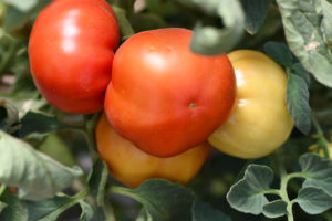 Cluster of heirloom tomatoes