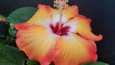 beautiful tropical hibiscus