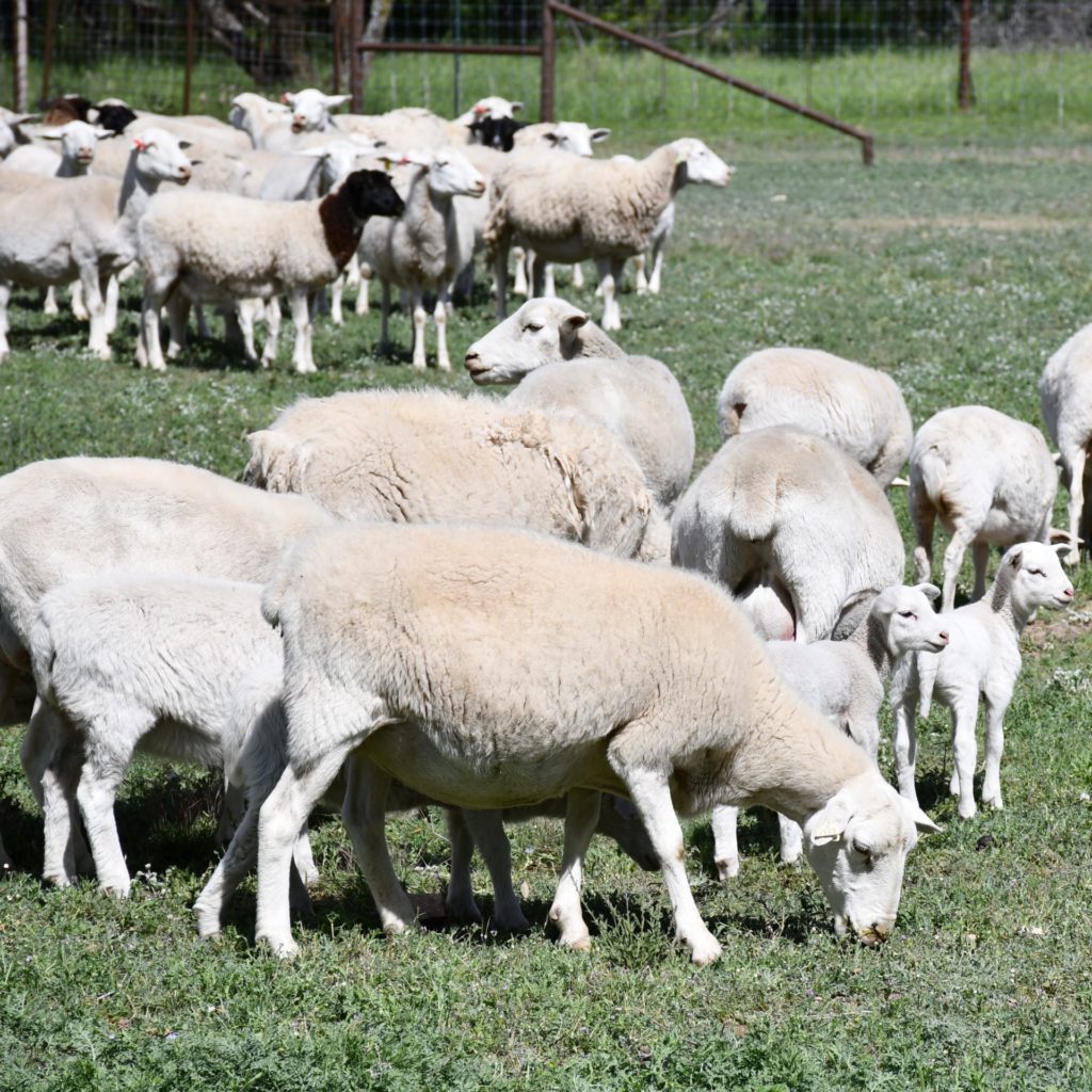 Flock of dorper sheep