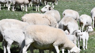 Flock of dorper sheep