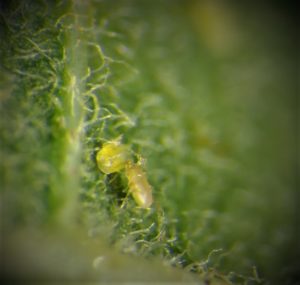 A predatory mite feeding on a whitefly nymph on the underside of a poinsettia leaf. 
