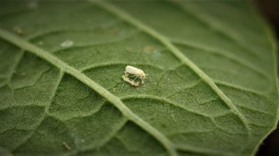 An adult sweetpotato whitefly on the underside of a poinsettia leaf with her recently produced group of eggs.