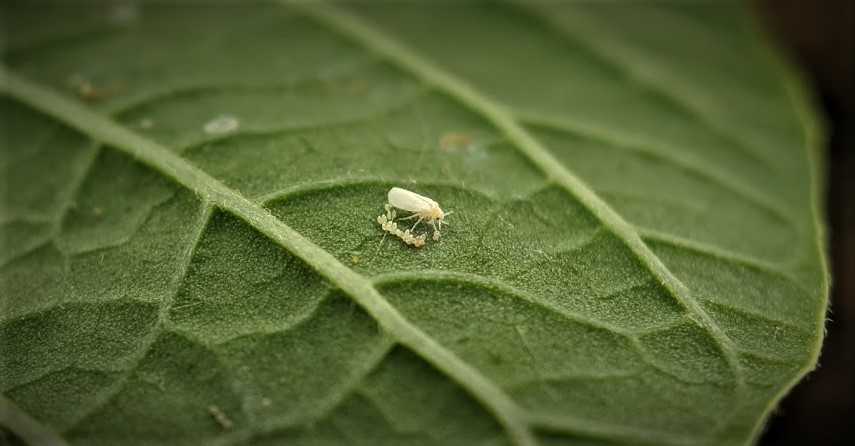 An adult sweet potato whitefly on the underside of a poinsettia leaf with her recently produced group of eggs. 