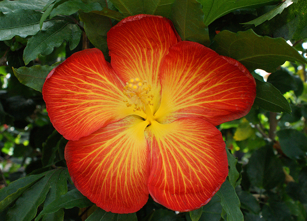 Tropical hibiscus with bright eyes and veins