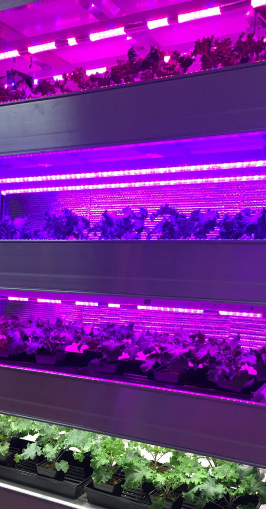 The vertical salad bar at the Texas A&M AgriLife center in Dallas. Various types of lettuce grow on shelves one atop another with grow lights ranging from white to purple to red.