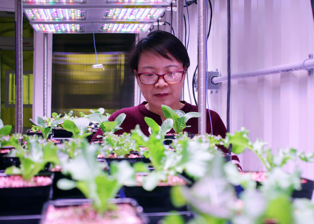Urban agriculture professor Genhua Niu and vertical grow rack