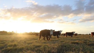 Beef cattle walk through a field of grass in Texas.