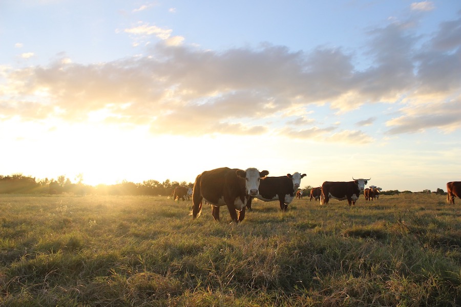 Beef cattle walk through a field of grass in Texas.  It is the golden hour as the sun sets in the distance illuminating the grass and clouds.
