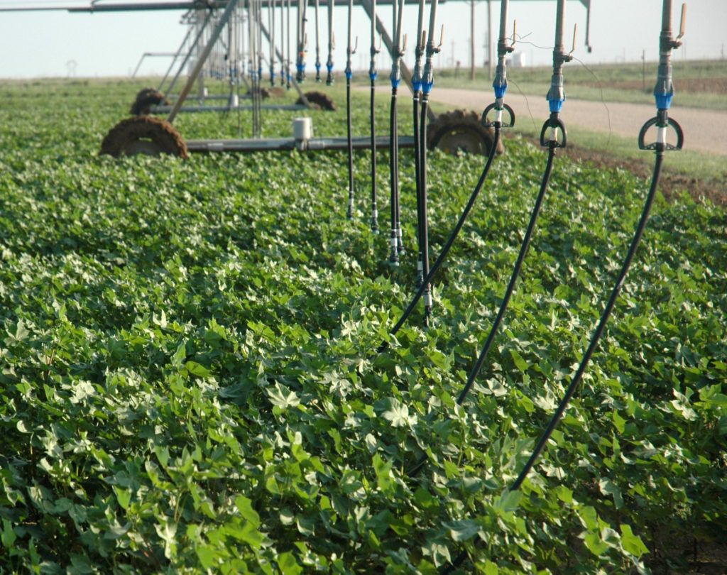 Irrigation lines over cotton crops